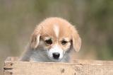 CORGI PEMBROKE 1338